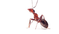 espace-des-sciences-exposition-fourmis